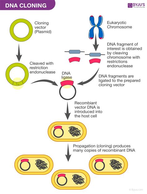 The Steps to Cloning